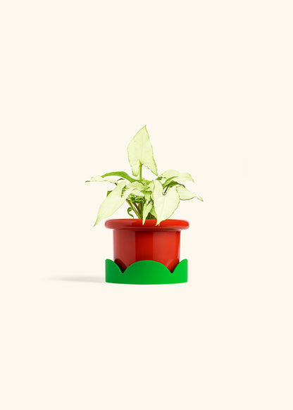 Arrowhead Plant White Butterfly in a 4 inches Fat Lip Red Planter in a Shamrock Petal Drip Tray