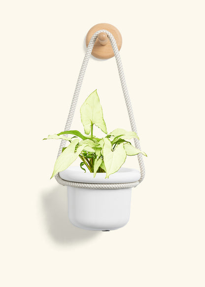 White Arrowhead Plant, Small
