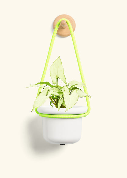 White Arrowhead Plant, Small