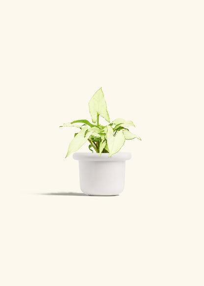 Arrowhead Plant White Butterfly in a 4 inches Fat Lip White Planter 