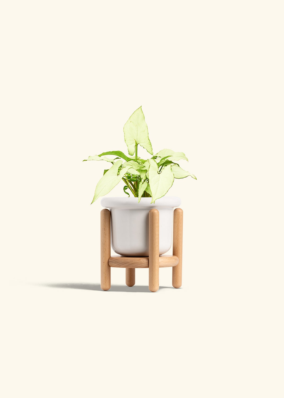 Arrowhead Plant White Butterfly in a 4 inches Fat Lip White Planter in a Beech Wood Stand