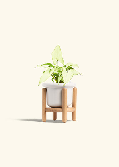 Arrowhead Plant White Butterfly in a 4 inches Fat Lip White Planter in a Beech Wood Stand