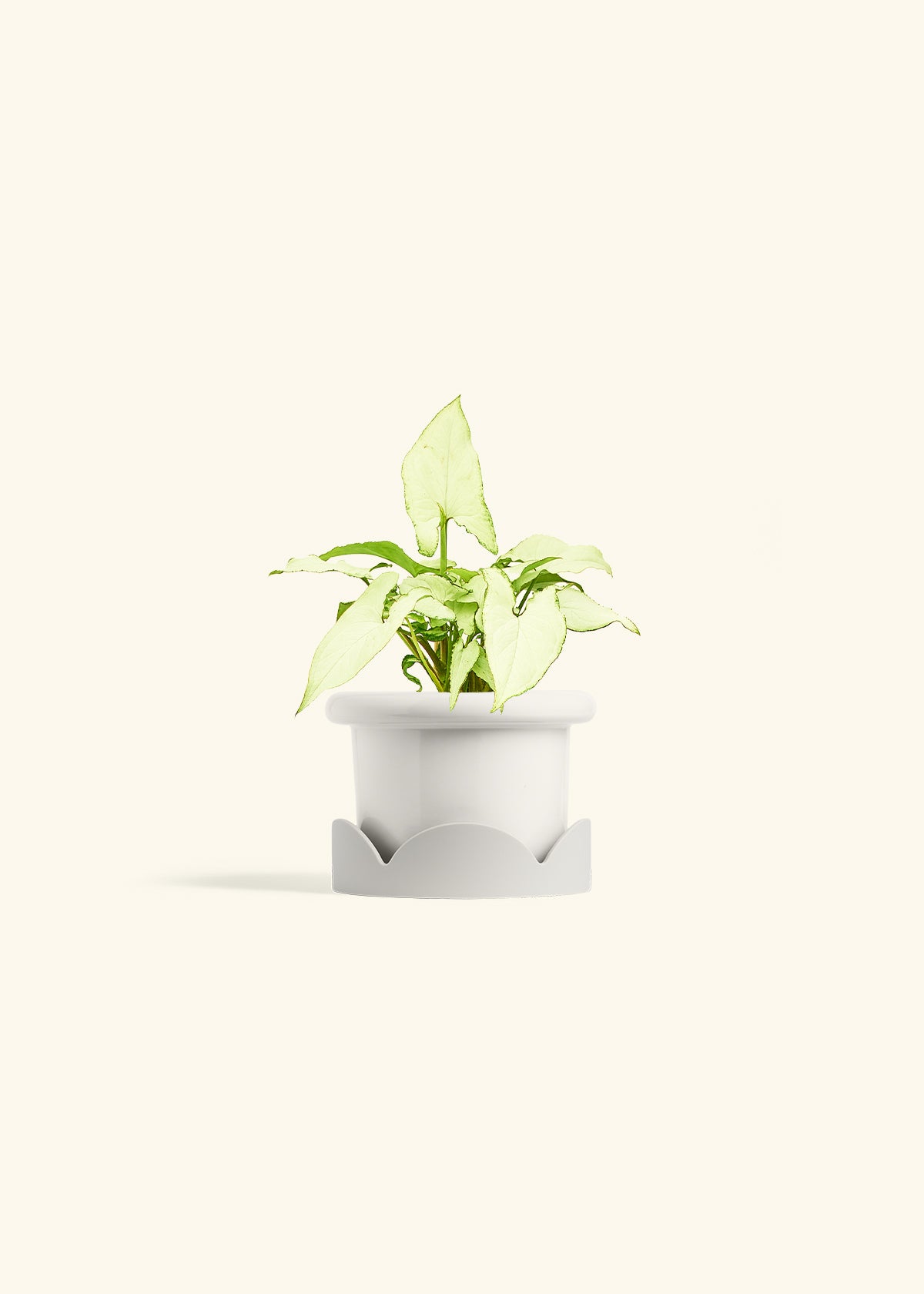 Arrowhead Plant White Butterfly in a 4 inches Fat Lip White Planter in a Oat Petal Drip Tray