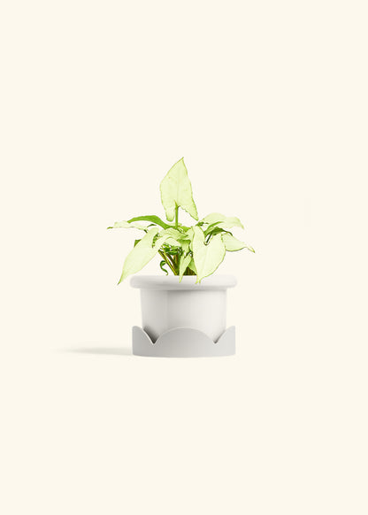 Arrowhead Plant White Butterfly in a 4 inches Fat Lip White Planter in a Oat Petal Drip Tray