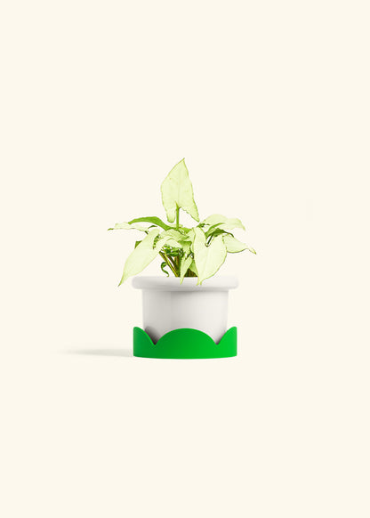 Arrowhead Plant White Butterfly in a 4 inches Fat Lip White Planter in a Shamrock Petal Drip Tray