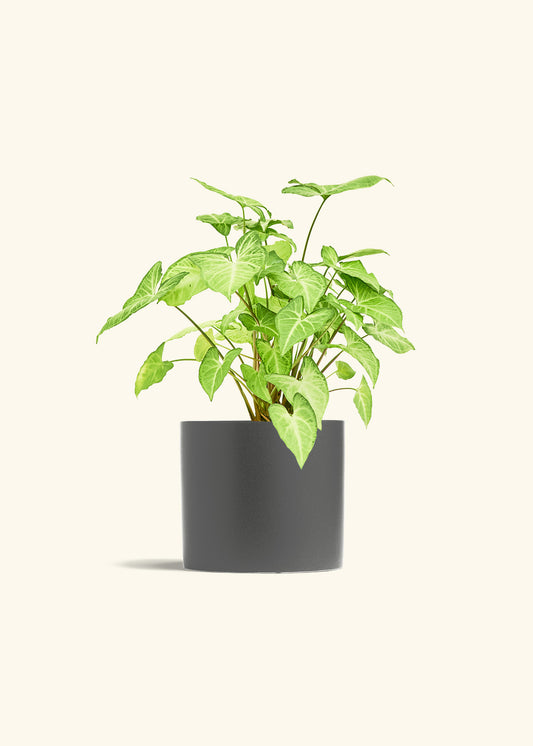 White Arrowhead Plant in a 6 inches Charcoal Classic Cylinder Planter 