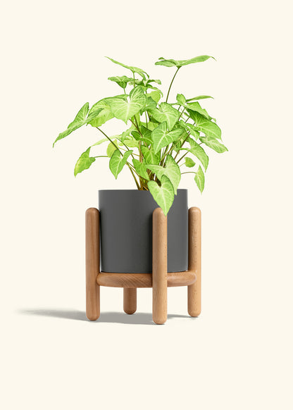 White Arrowhead Plant in a 6 inches Charcoal Classic Cylinder Planter in a Beech Wood Stand