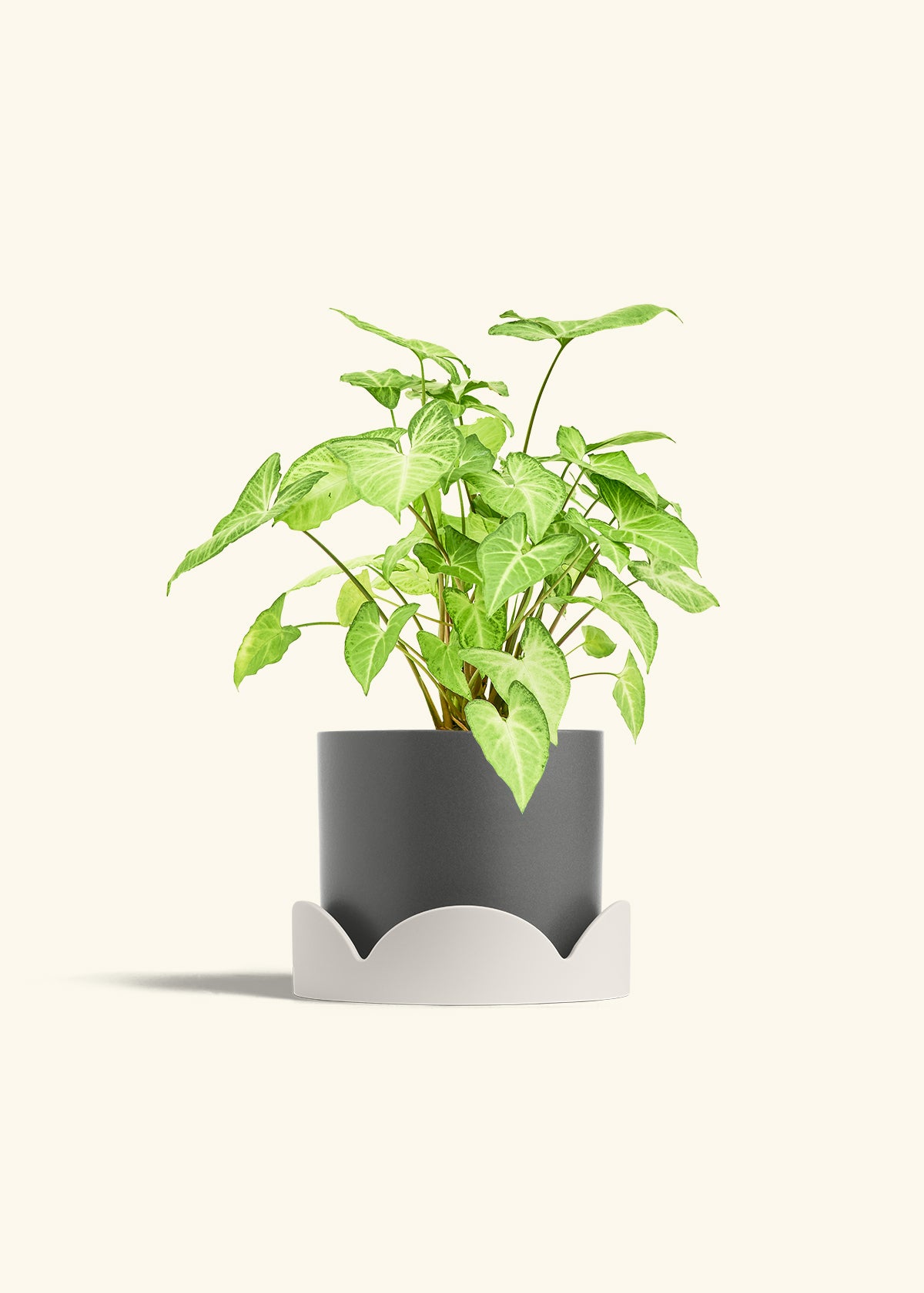 White Arrowhead Plant in a 6 inches Charcoal Classic Cylinder Planter in a Oat Petal Drip Tray