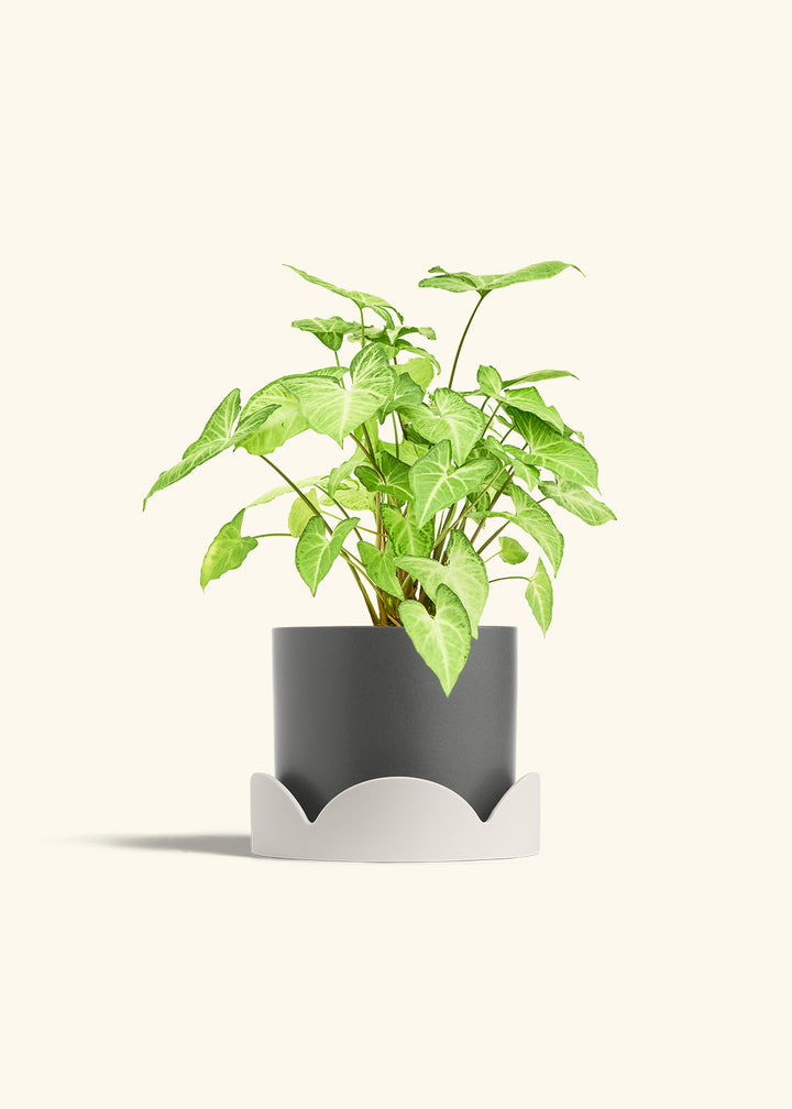 White Arrowhead Plant in a 6 inches Charcoal Classic Cylinder Planter in a Oat Petal Drip Tray