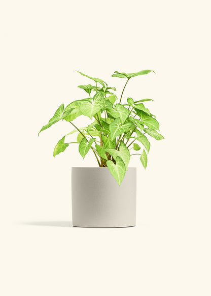 White Arrowhead Plant in a 6 inches Oat Classic Cylinder Planter 