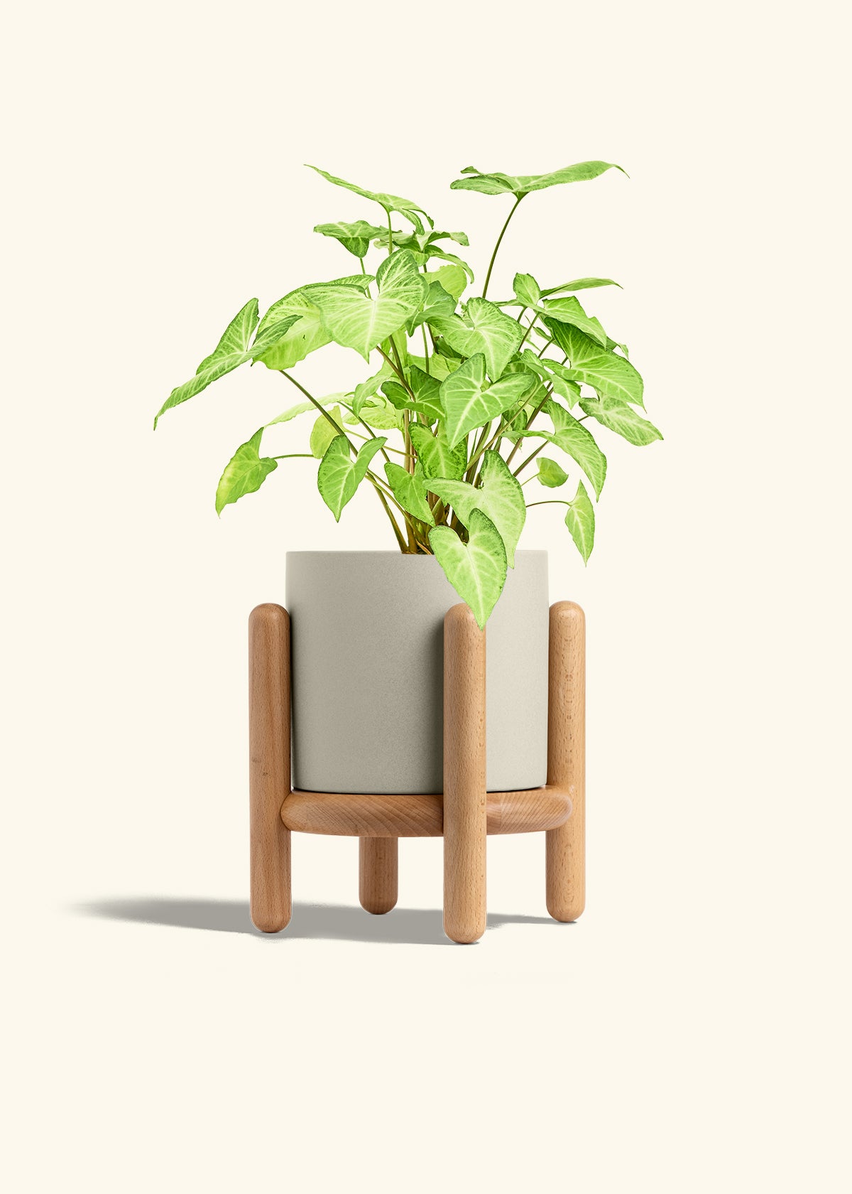 White Arrowhead Plant in a 6 inches Oat Classic Cylinder Planter in a Beech Wood Stand