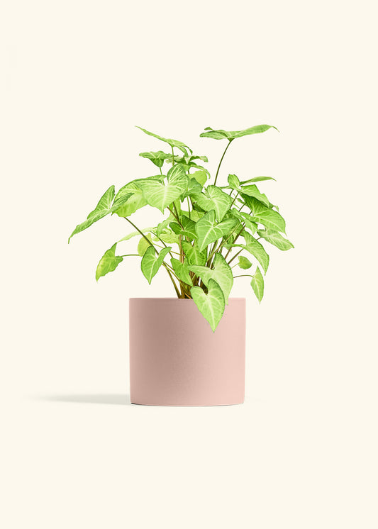 White Arrowhead Plant in a 6 inches Pink Classic Cylinder Planter 