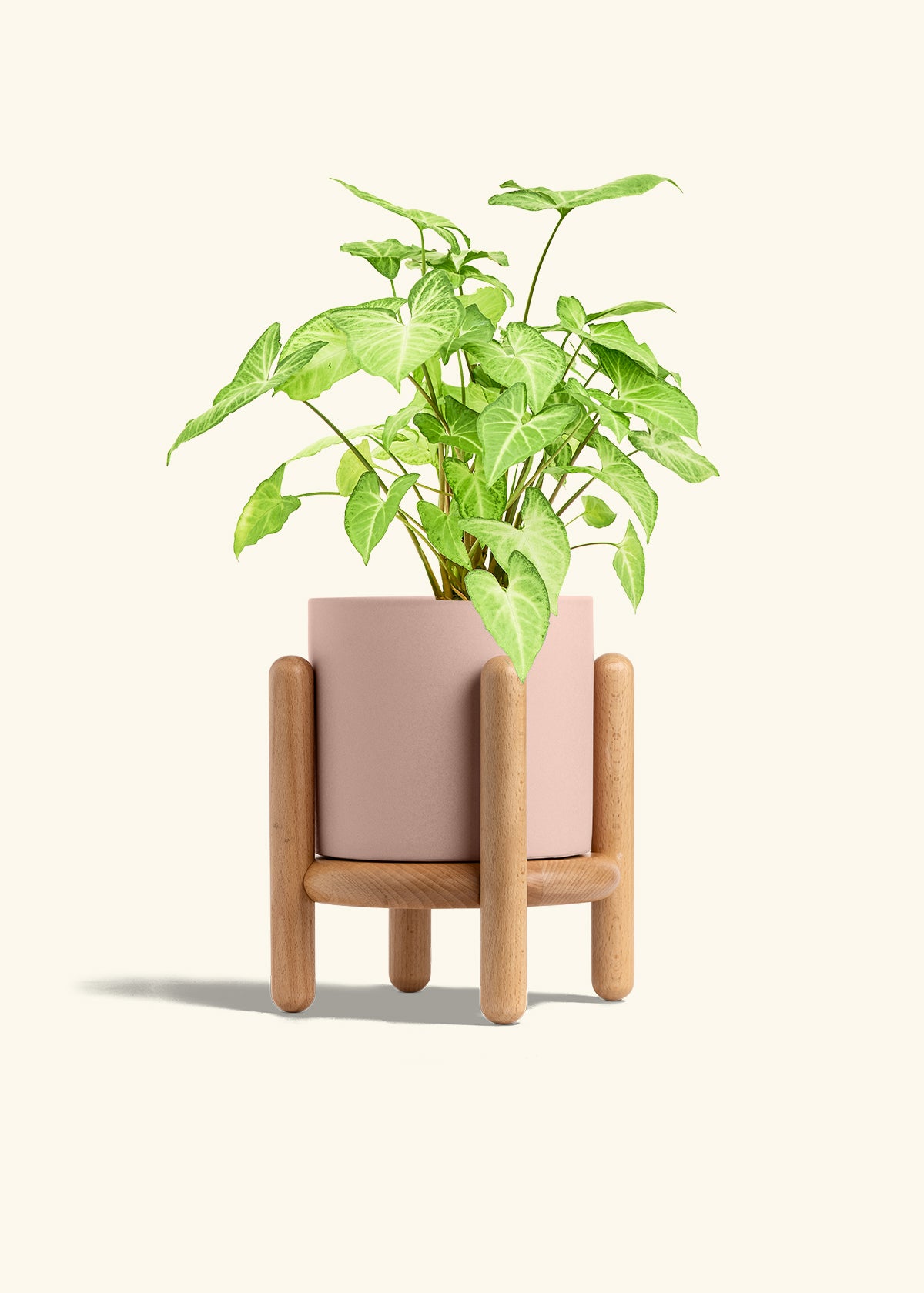 White Arrowhead Plant in a 6 inches Pink Classic Cylinder Planter in a Beech Wood Stand