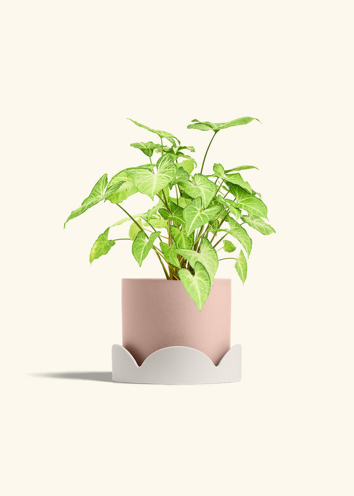 White Arrowhead Plant in a 6 inches Pink Classic Cylinder Planter in a Oat Petal Drip Tray