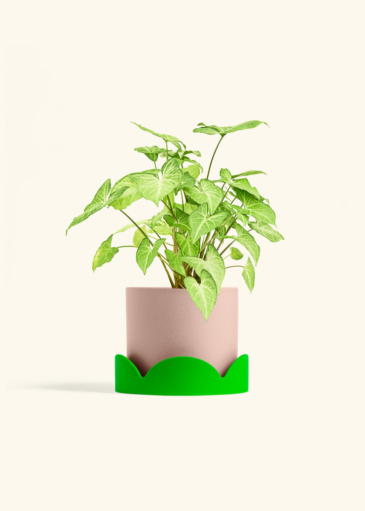 White Arrowhead Plant in a 6 inches Pink Classic Cylinder Planter in a Shamrock Petal Drip Tray