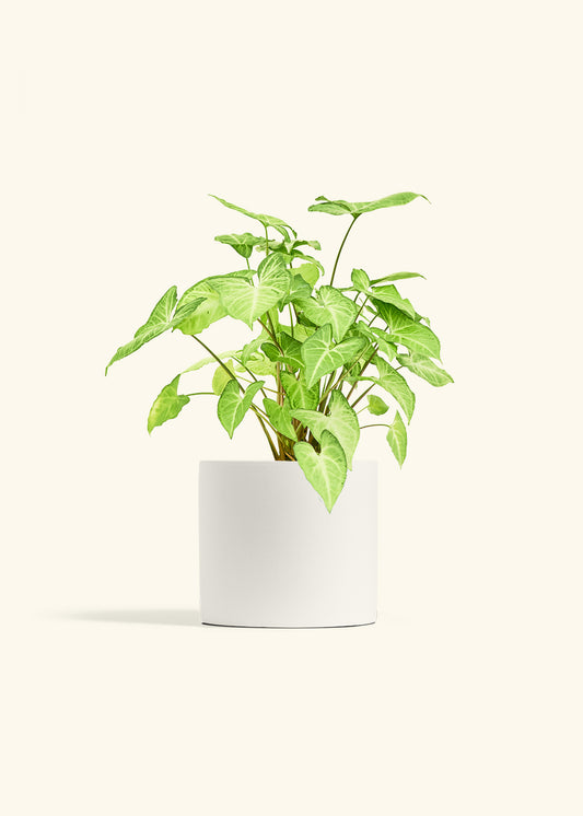 White Arrowhead Plant in a 6 inches White Classic Cylinder Planter 