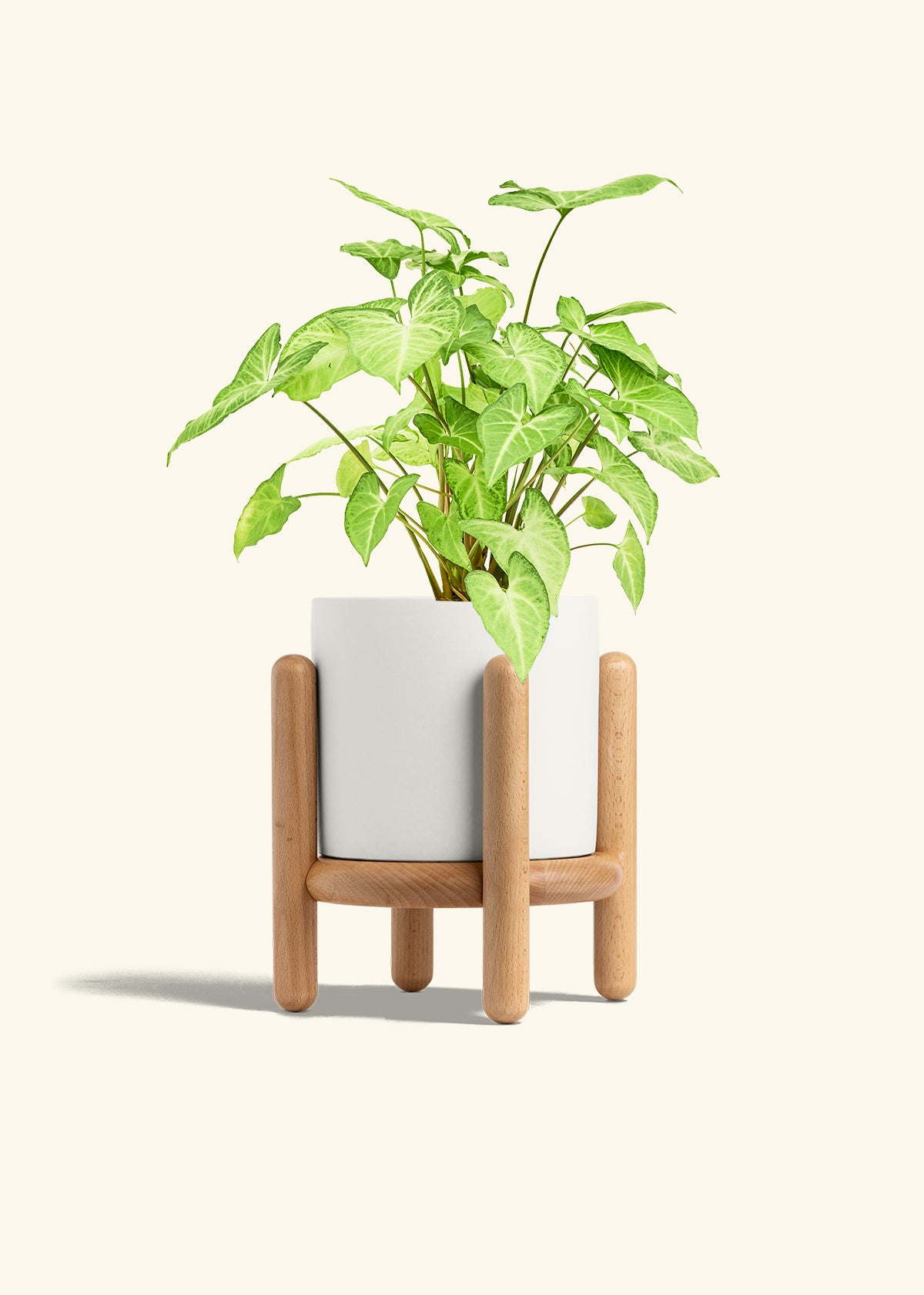 White Arrowhead Plant in a 6 inches White Classic Cylinder Planter in a Beech Wood Stand