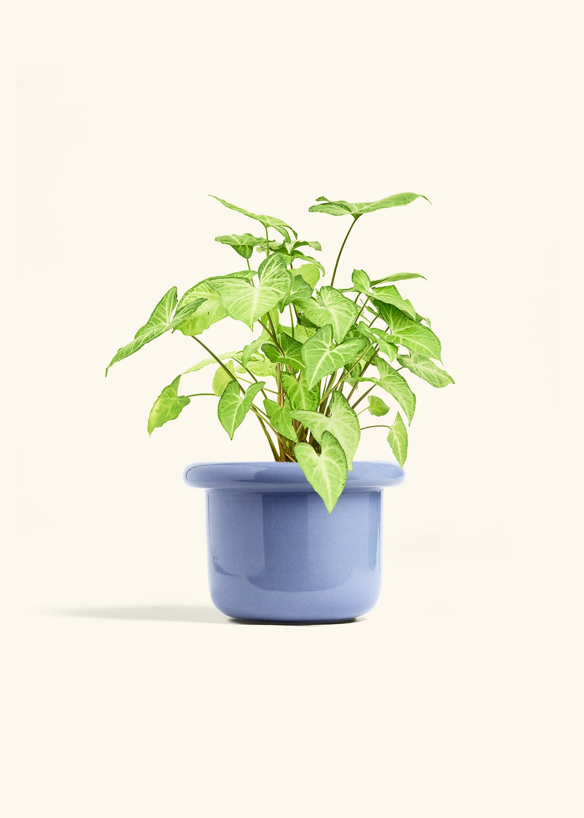 butterfly plant indoor Syngonium White Butterfly – Hey Rooted