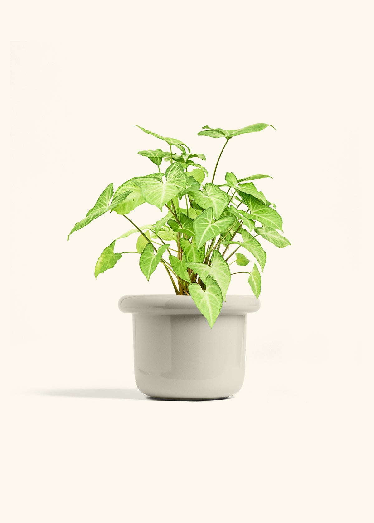 White Arrowhead Plant in a 6 inches Fat Lip Oat Planter 