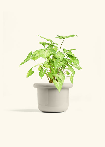 White Arrowhead Plant in a 6 inches Fat Lip Oat Planter 