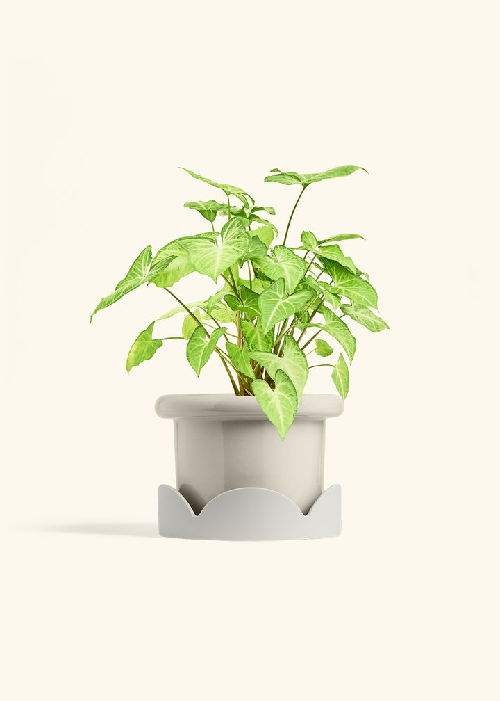 White Arrowhead Plant in a 6 inches Fat Lip Oat Planter in a Oat Petal Drip Tray