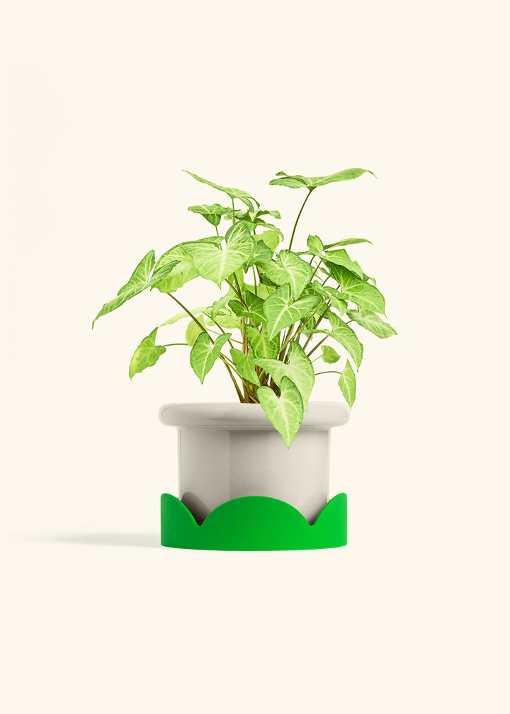 White Arrowhead Plant in a 6 inches Fat Lip Oat Planter in a Shamrock Petal Drip Tray