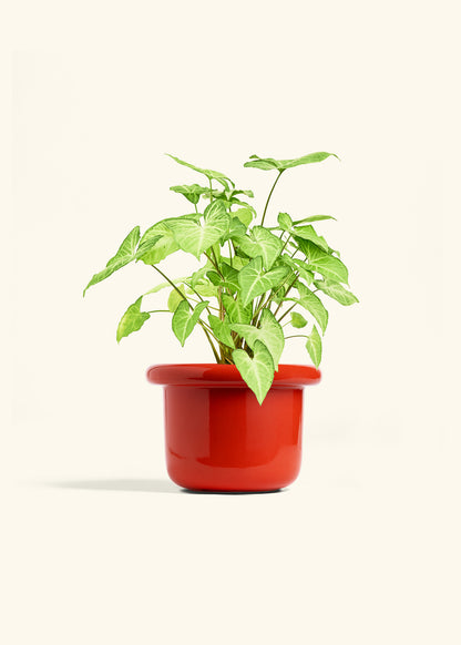 White Arrowhead Plant in a 6 inches Fat Lip Red Planter 