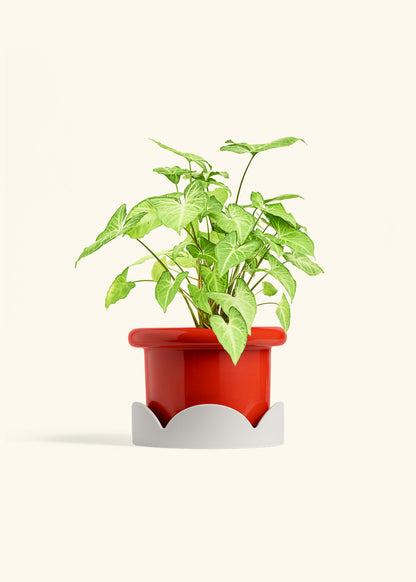 White Arrowhead Plant in a 6 inches Fat Lip Red Planter in a Oat Petal Drip Tray