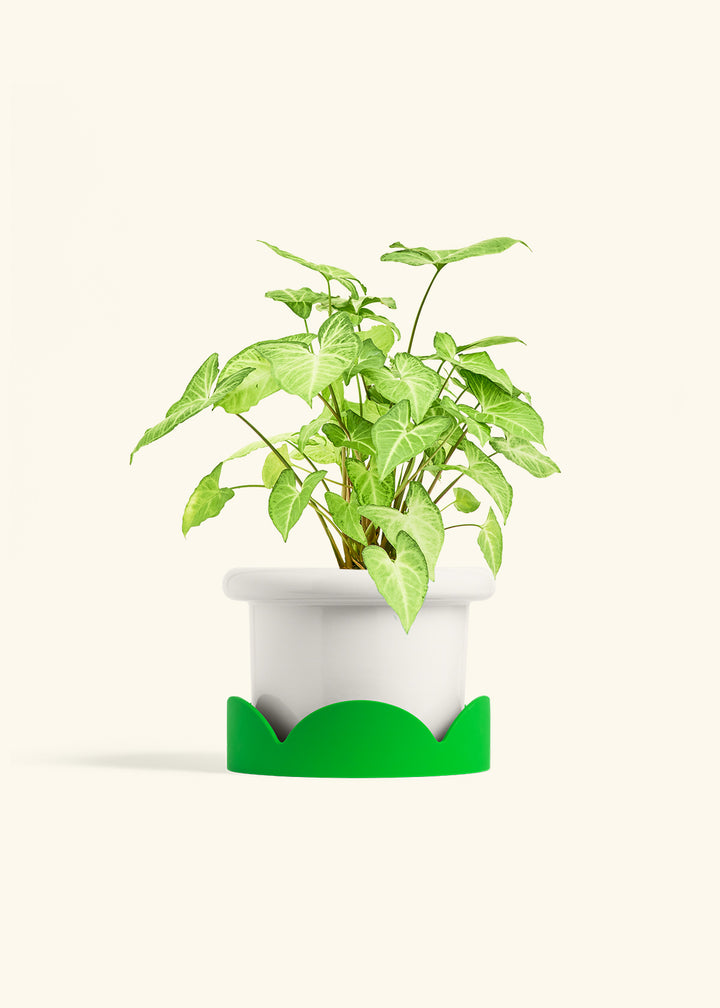 White Arrowhead Plant in a 6 inches Fat Lip White Planter in a Shamrock Petal Drip Tray