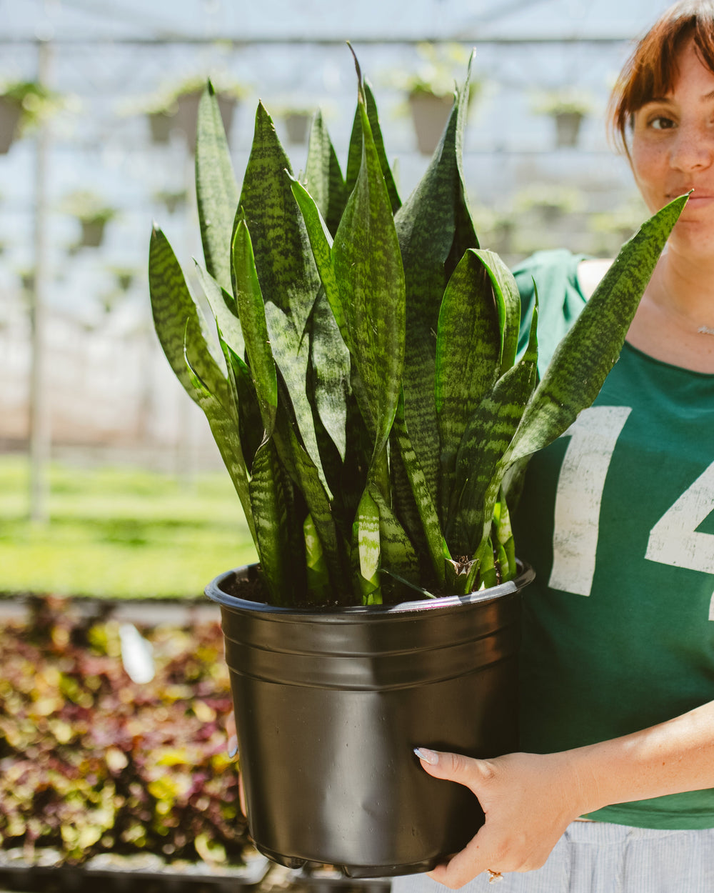 Sansevieria Robusta