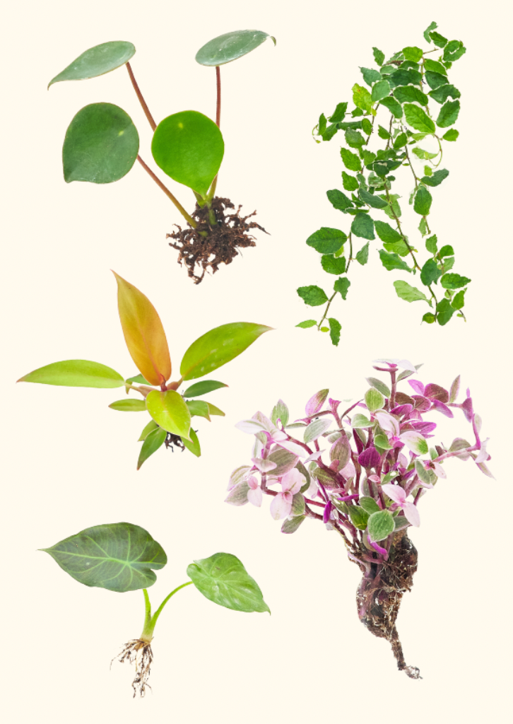 Assorted tropical plant plugs.