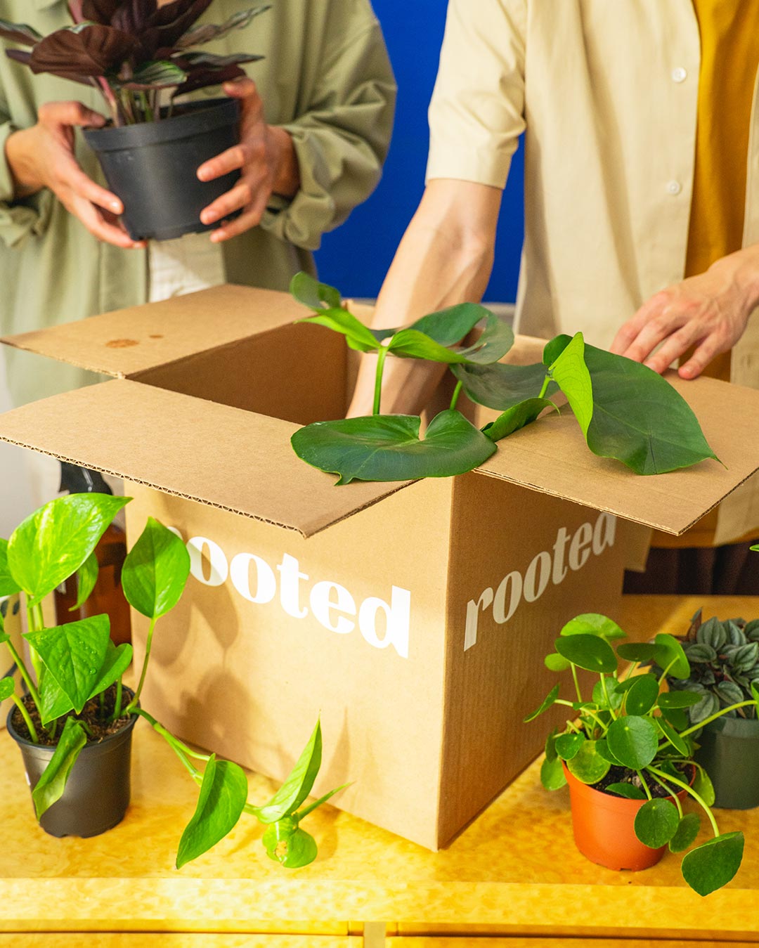 Bundle and Save – Hey Rooted