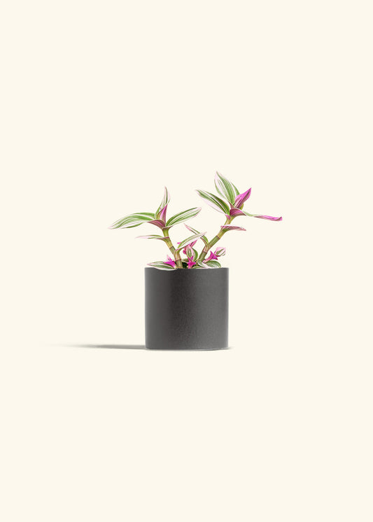 Tradescantia Nanouk in a 4 inches Charcoal Classic Cylinder Planter 