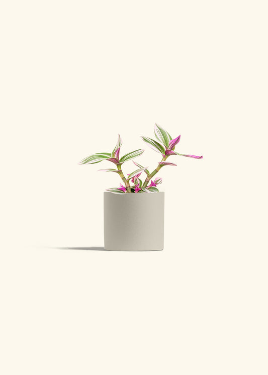 Tradescantia Nanouk in a 4 inches Oat Classic Cylinder Planter 