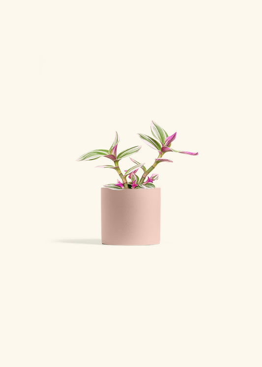 Tradescantia Nanouk in a 4 inches Pink Classic Cylinder Planter 