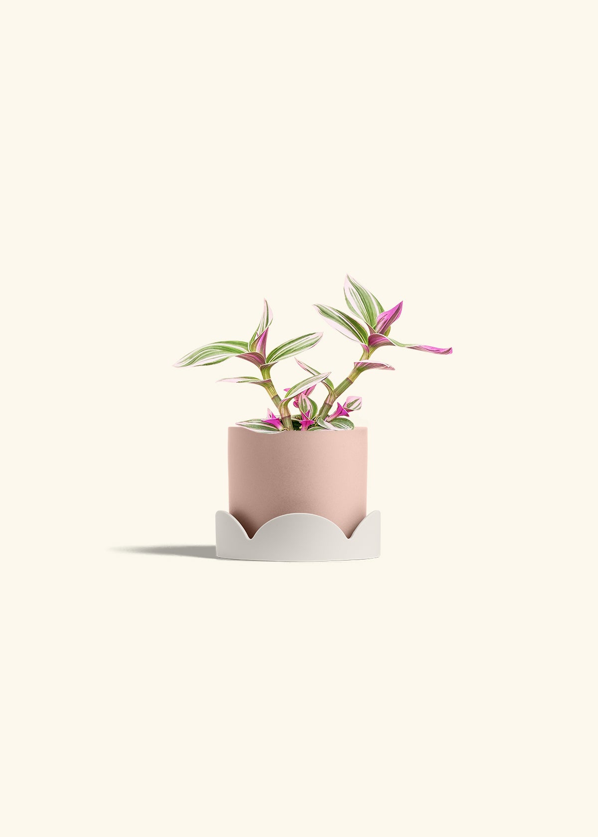 Tradescantia Nanouk in a 4 inches Pink Classic Cylinder Planter in a Oat Petal Drip Tray