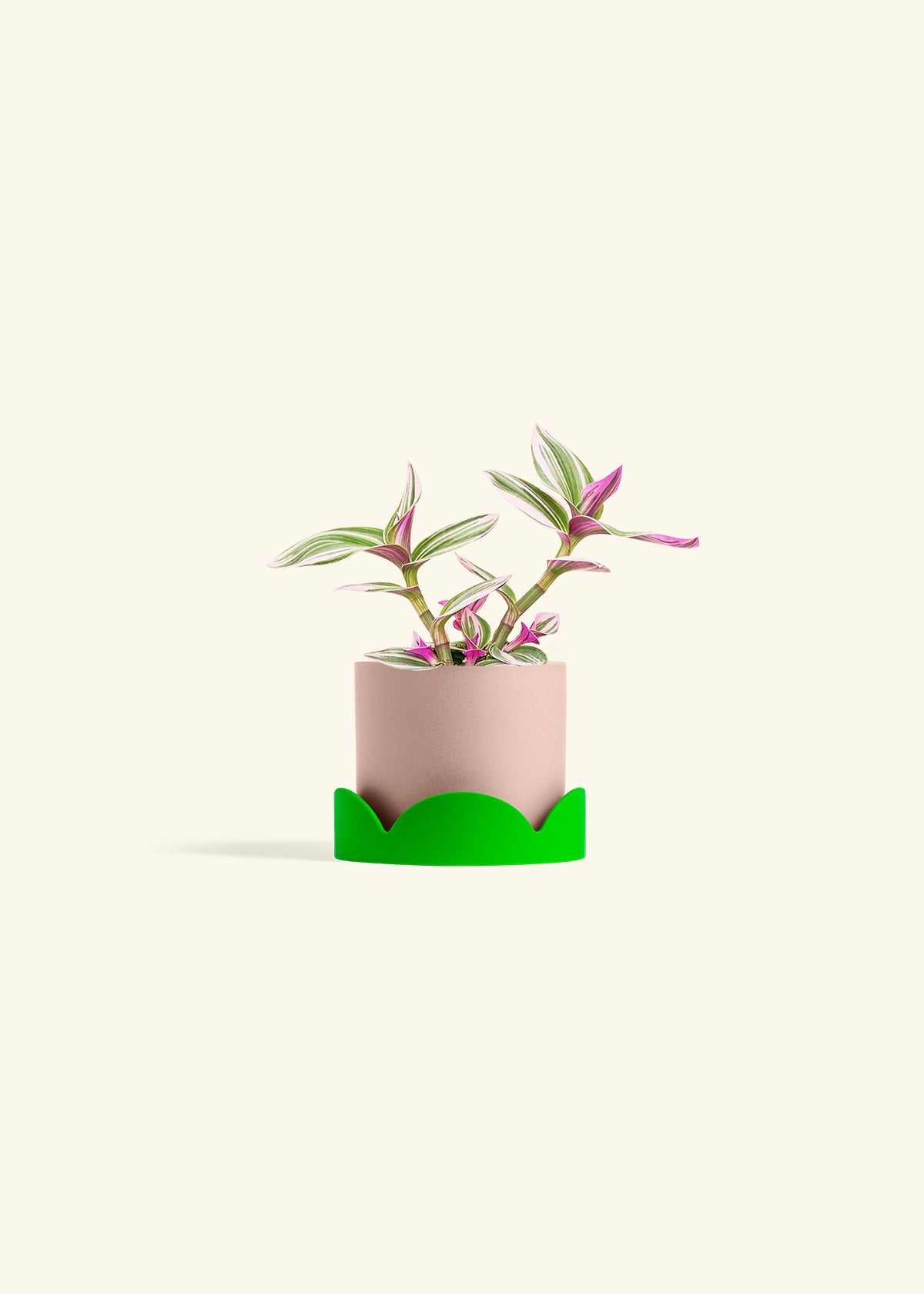 Tradescantia Nanouk in a 4 inches Pink Classic Cylinder Planter in a Shamrock Petal Drip Tray