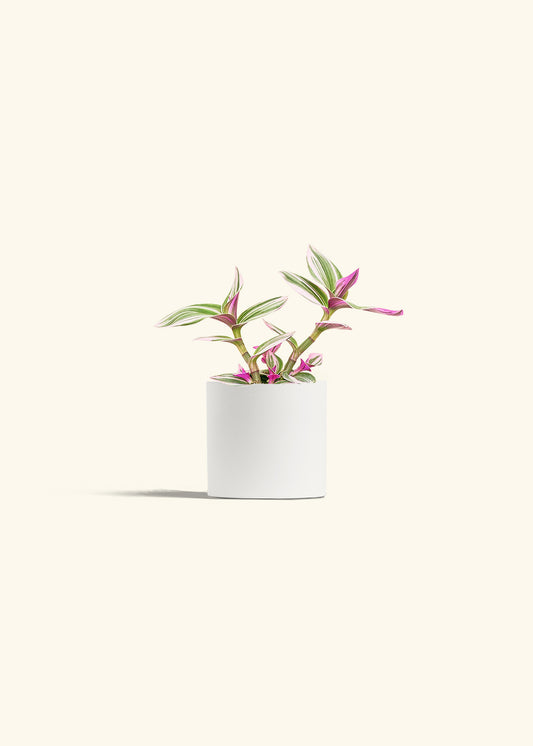 Tradescantia Nanouk in a 4 inches White Classic Cylinder Planter 