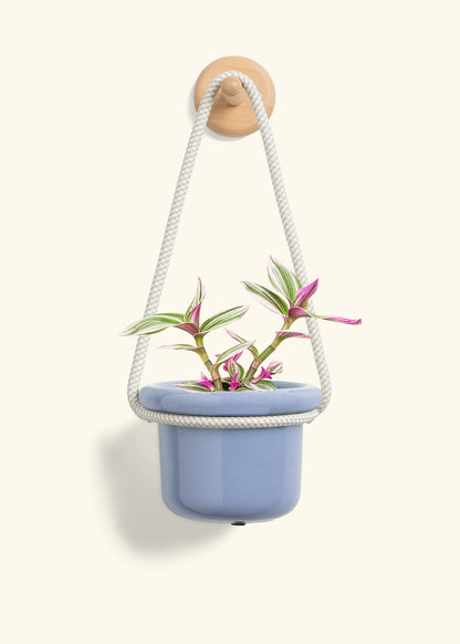 Tradescantia 'Nanouk', Small