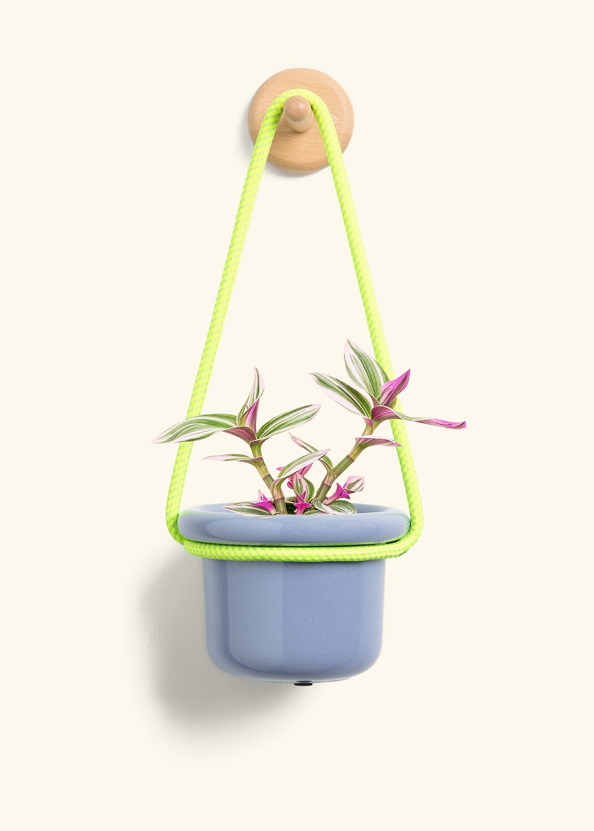 Tradescantia 'Nanouk', Small