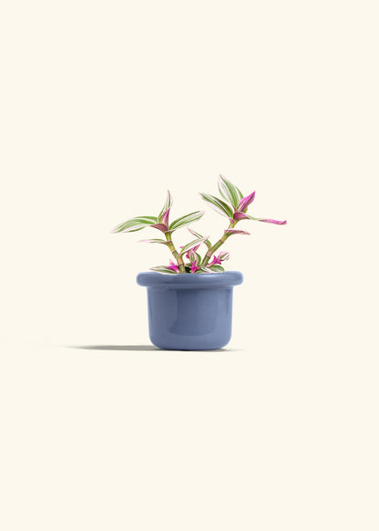 Tradescantia Nanouk in a 4 inches Fat Lip Blue Planter 