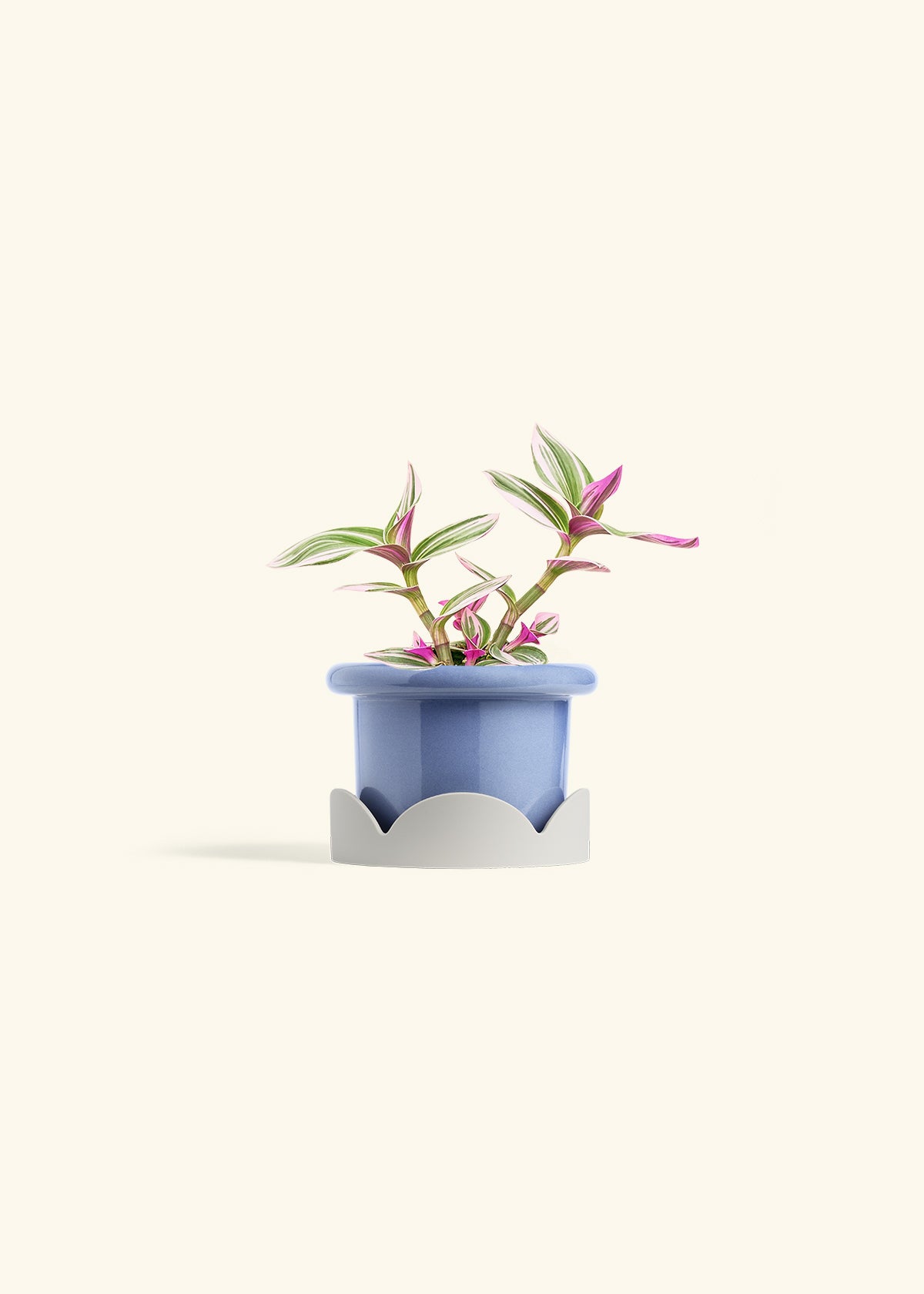 Tradescantia Nanouk in a 4 inches Fat Lip Blue Planter in a Oat Petal Drip Tray