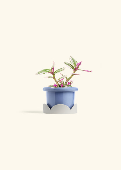 Tradescantia Nanouk in a 4 inches Fat Lip Blue Planter in a Oat Petal Drip Tray