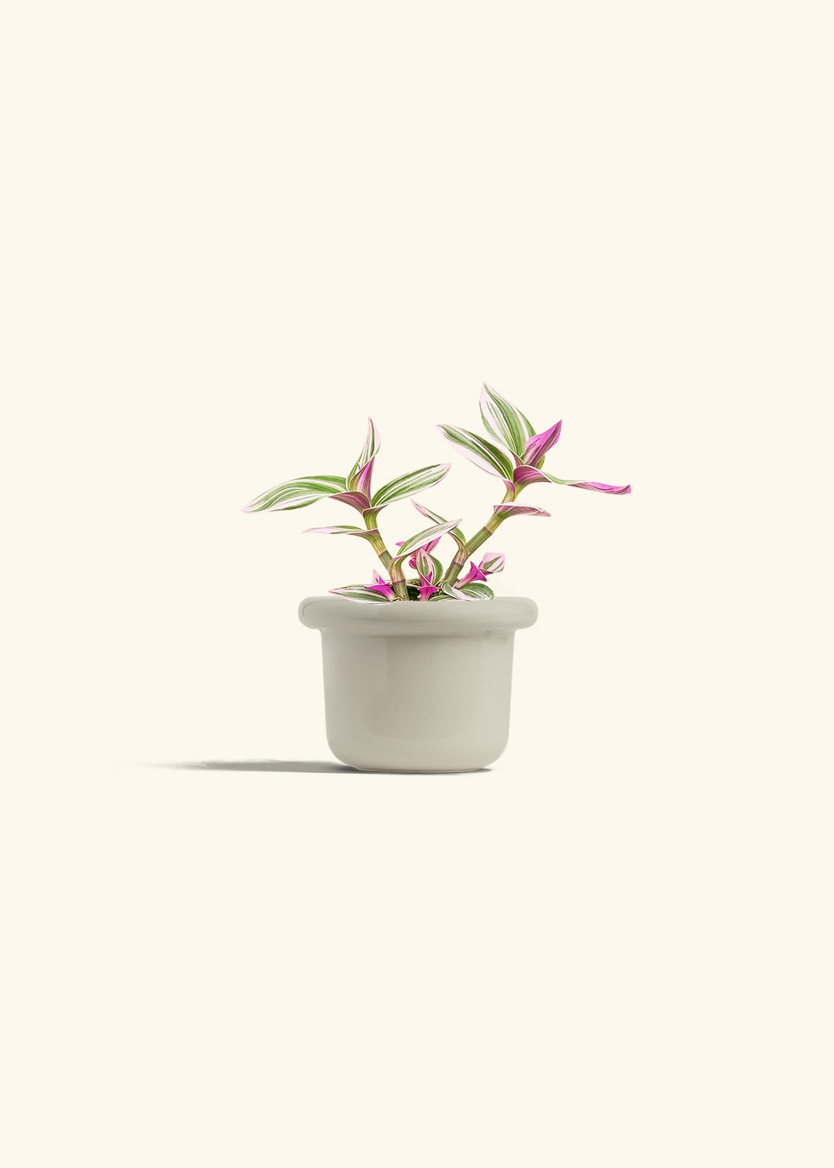 Tradescantia Nanouk in a 4 inches Fat Lip Oat Planter 