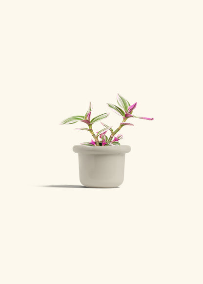 Tradescantia Nanouk in a 4 inches Fat Lip Oat Planter 