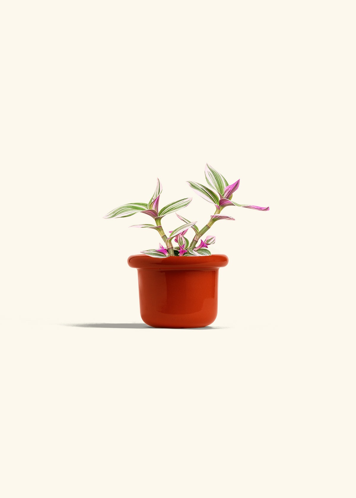 Tradescantia Nanouk in a 4 inches Fat Lip Red Planter 