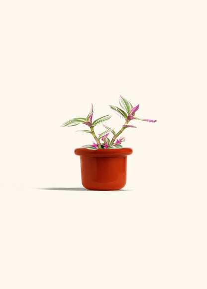 Tradescantia Nanouk in a 4 inches Fat Lip Red Planter 