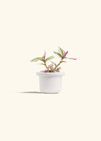 Tradescantia Nanouk in a 4 inches Fat Lip White Planter 