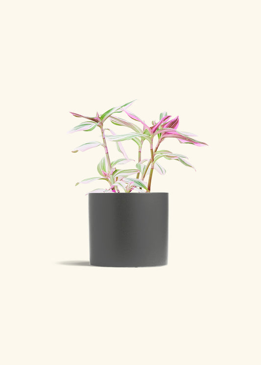 Tradescantia Nanouk in a 6 inches Charcoal Classic Cylinder Planter 
