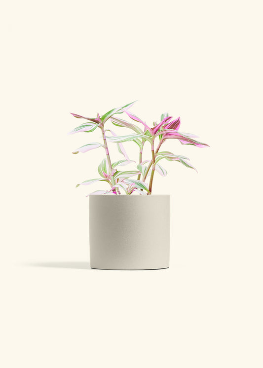 Tradescantia Nanouk in a 6 inches Oat Classic Cylinder Planter 
